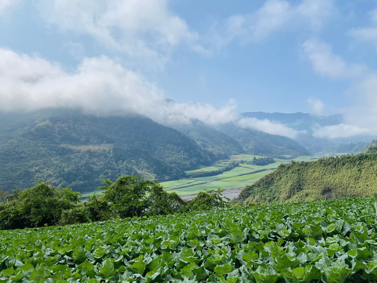 Plantação de repolho numa encosta, com um vale cultivado e a serra coberta de nuvens ao fundo