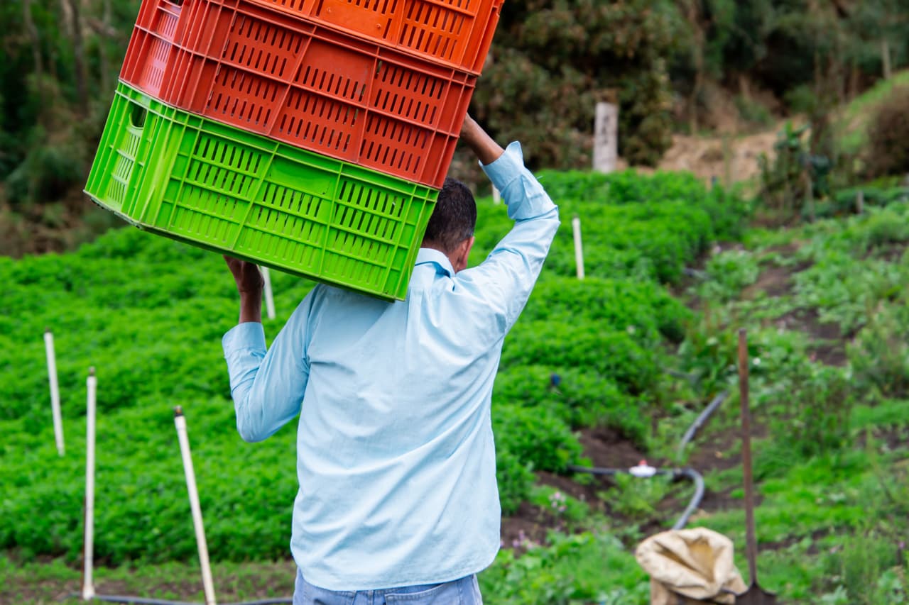 Produtor levando duas caixas plásticas no ombro por uma lavoura de hortelã